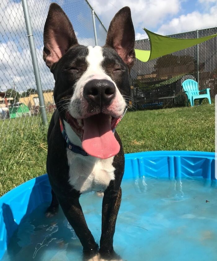 70 Hilarious Photos Of Pets In Water That Capture Every Stage Of Betrayal