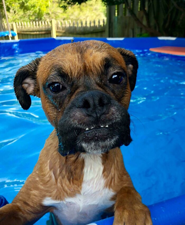 70 Hilarious Photos Of Pets In Water That Capture Every Stage Of Betrayal