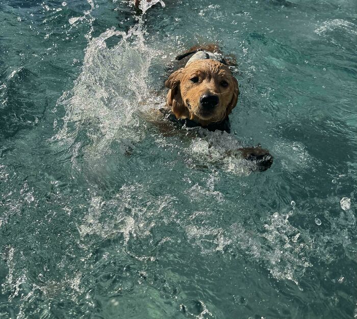 70 Hilarious Photos Of Pets In Water That Capture Every Stage Of Betrayal