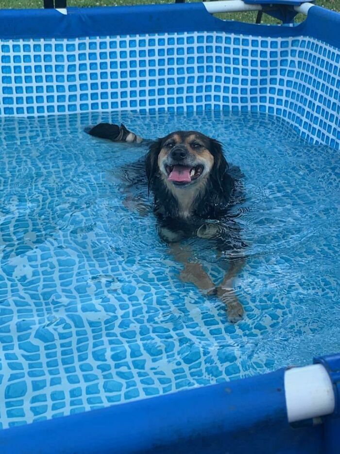 70 Hilarious Photos Of Pets In Water That Capture Every Stage Of Betrayal