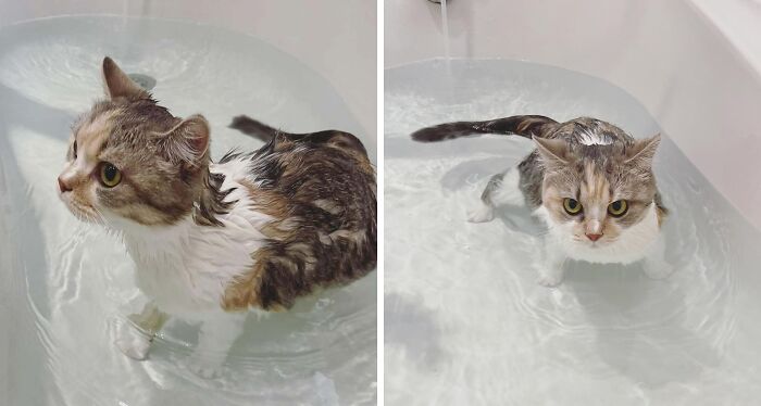 70 Hilarious Photos Of Pets In Water That Capture Every Stage Of Betrayal