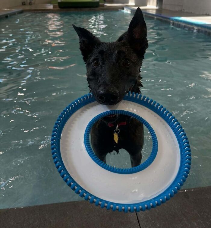 70 Hilarious Photos Of Pets In Water That Capture Every Stage Of Betrayal