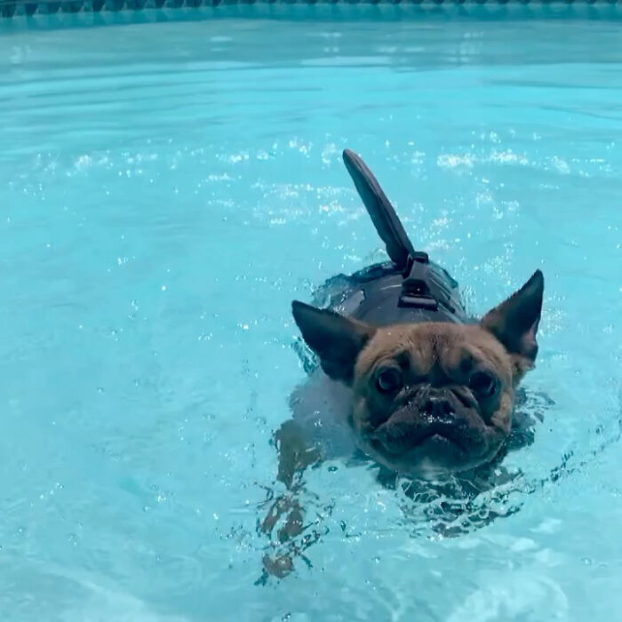 70 Hilarious Photos Of Pets In Water That Capture Every Stage Of Betrayal