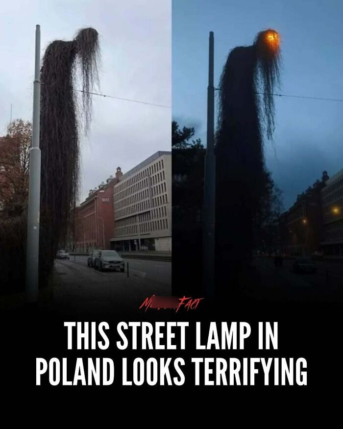 “Oddly News”: 79 Pieces Of Morbid Knowledge For People Who Can&rsquo;t Look Away From Creepy Stories