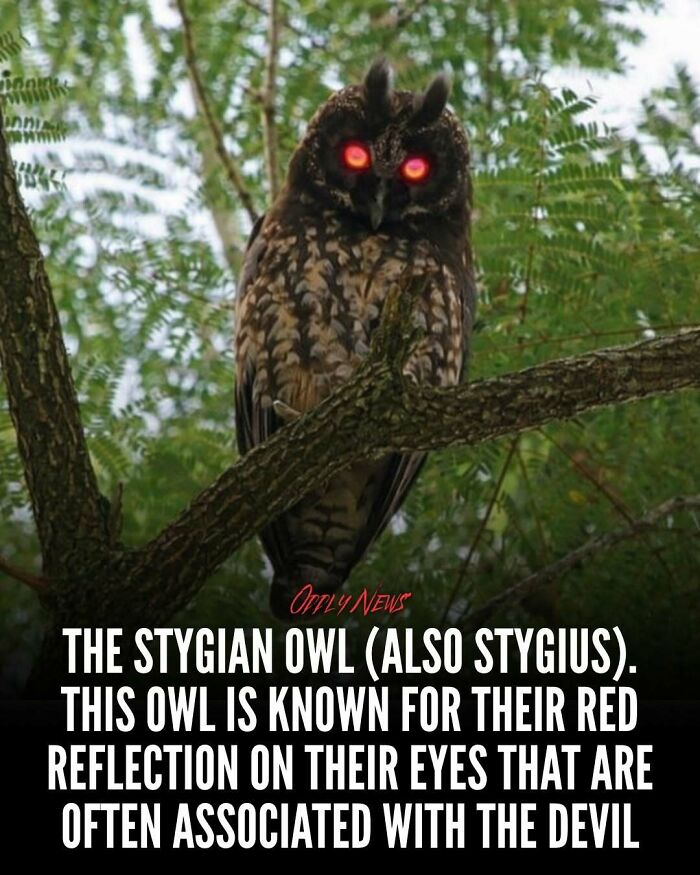 “Oddly News”: 79 Pieces Of Morbid Knowledge For People Who Can&rsquo;t Look Away From Creepy Stories