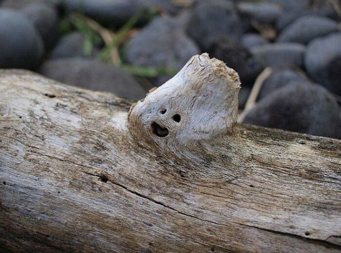 This Page Shared 60 Funny Pareidolia Pics That Prove Even Random Objects Have Personality