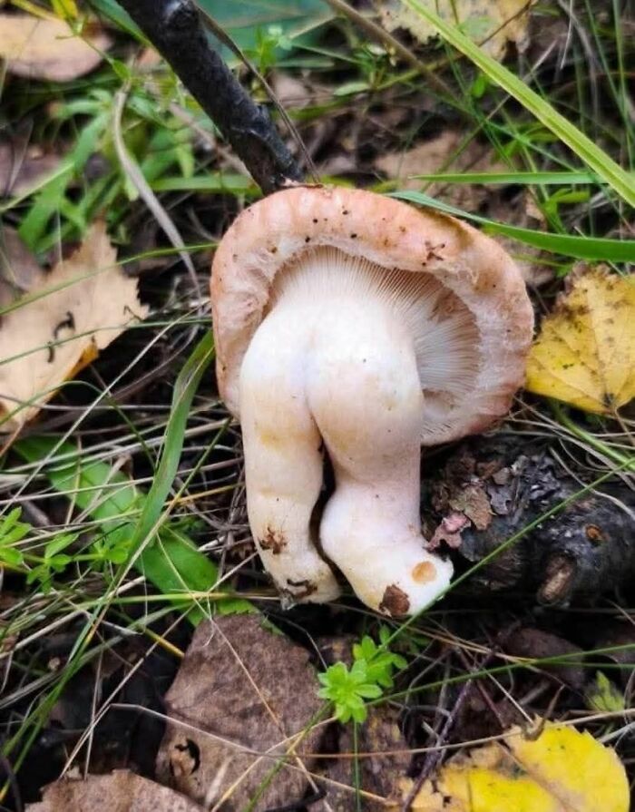 This Page Shared 60 Funny Pareidolia Pics That Prove Even Random Objects Have Personality