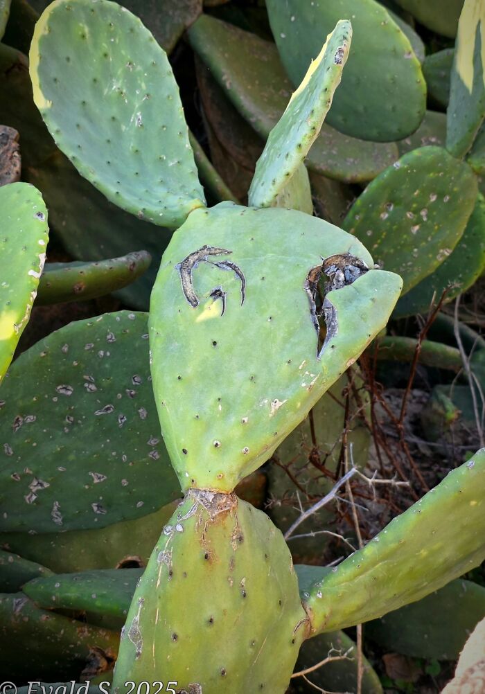 This Page Shared 60 Funny Pareidolia Pics That Prove Even Random Objects Have Personality