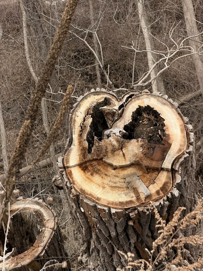 This Page Shared 60 Funny Pareidolia Pics That Prove Even Random Objects Have Personality