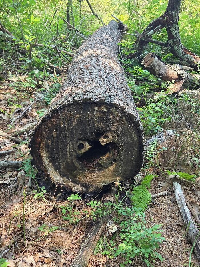 This Page Shared 60 Funny Pareidolia Pics That Prove Even Random Objects Have Personality