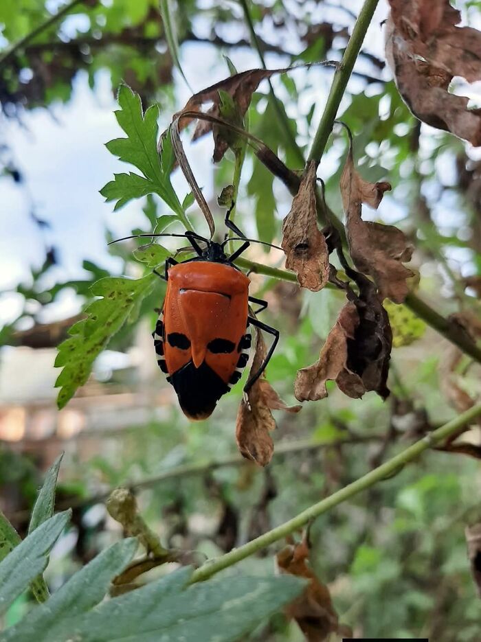 This Page Shared 60 Funny Pareidolia Pics That Prove Even Random Objects Have Personality