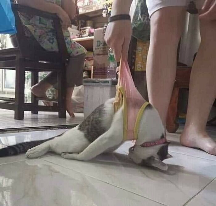 31 Of The Most Hilarious And Cute ‘Important Animal Images’ To Brighten Your Day (New Pics)