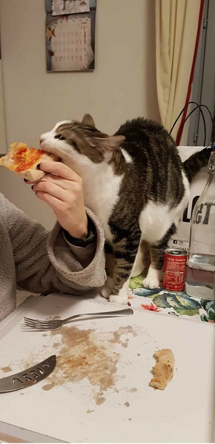 31 Of The Most Hilarious And Cute ‘Important Animal Images’ To Brighten Your Day (New Pics)