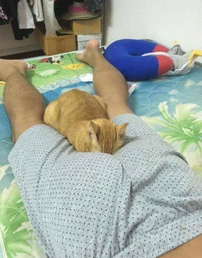 31 Of The Most Hilarious And Cute ‘Important Animal Images’ To Brighten Your Day (New Pics)