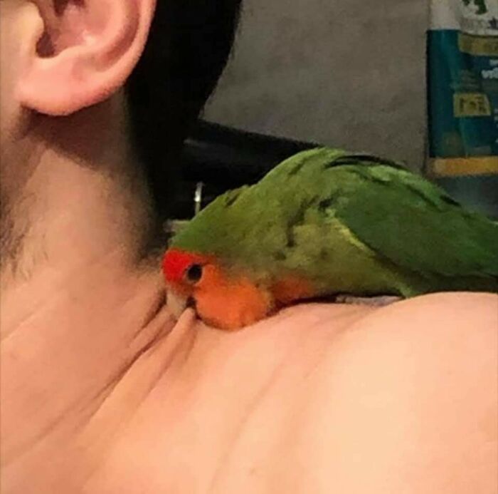 31 Of The Most Hilarious And Cute ‘Important Animal Images’ To Brighten Your Day (New Pics)