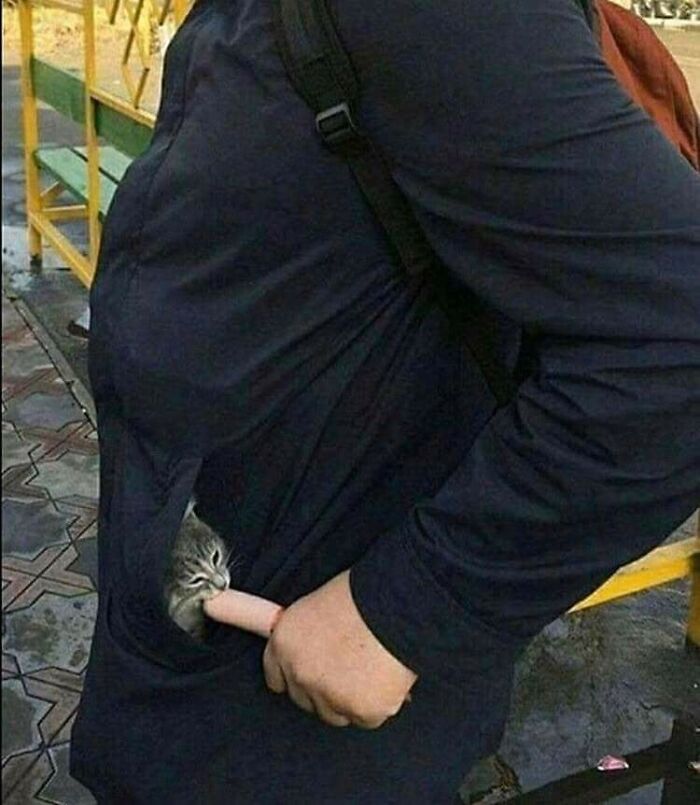 31 Of The Most Hilarious And Cute ‘Important Animal Images’ To Brighten Your Day (New Pics)