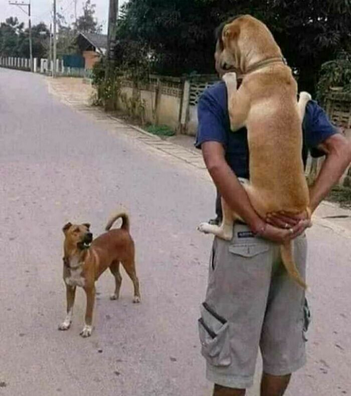 31 Of The Most Hilarious And Cute ‘Important Animal Images’ To Brighten Your Day (New Pics)