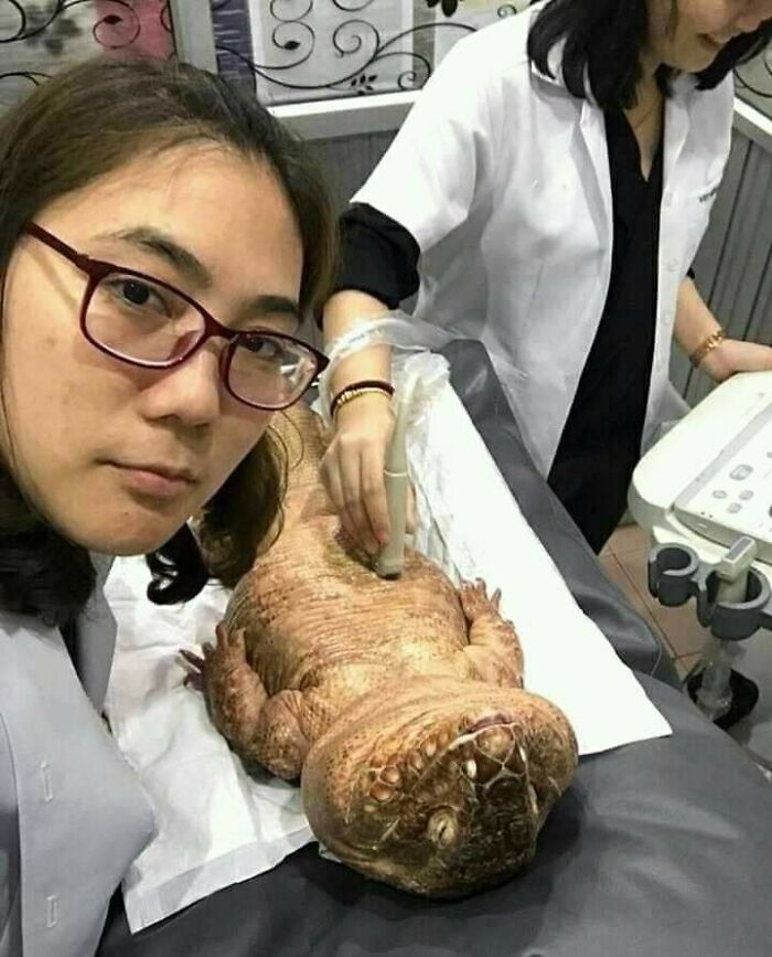 31 Of The Most Hilarious And Cute ‘Important Animal Images’ To Brighten Your Day (New Pics)