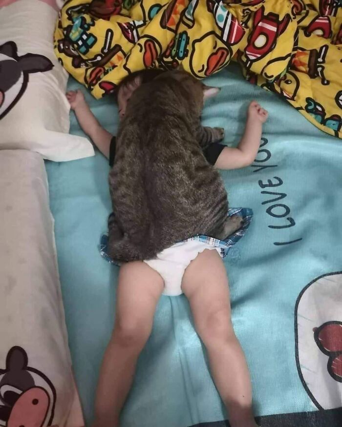 31 Of The Most Hilarious And Cute ‘Important Animal Images’ To Brighten Your Day (New Pics)