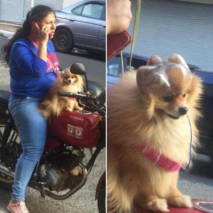 31 Of The Most Hilarious And Cute ‘Important Animal Images’ To Brighten Your Day (New Pics)