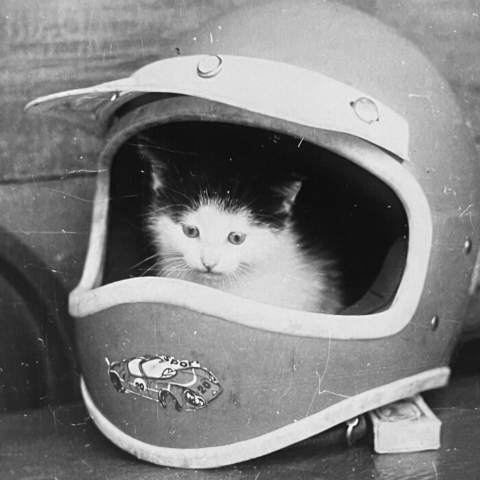 100 Fascinating Historical Photos That Might Change Your Perspective On Cats, As Shared By This Page (New Pics)