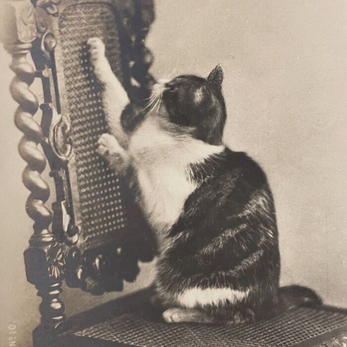 100 Fascinating Historical Photos That Might Change Your Perspective On Cats, As Shared By This Page (New Pics)