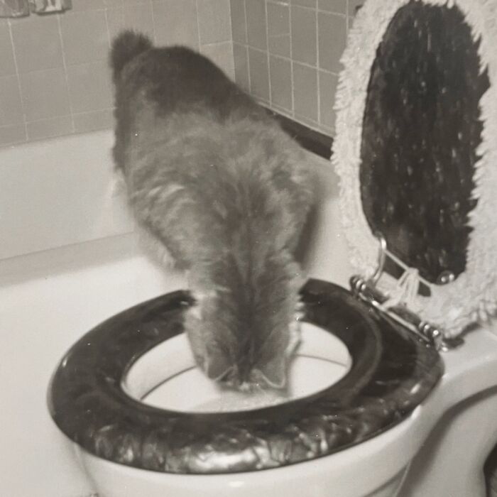 100 Fascinating Historical Photos That Might Change Your Perspective On Cats, As Shared By This Page (New Pics)