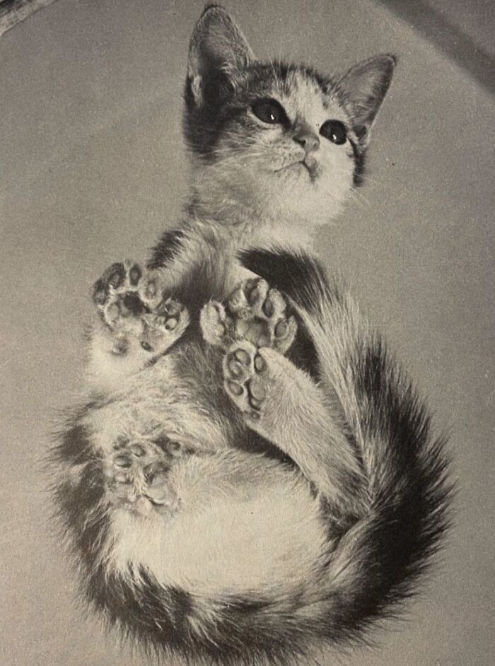100 Fascinating Historical Photos That Might Change Your Perspective On Cats, As Shared By This Page (New Pics)