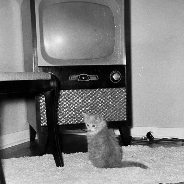 100 Fascinating Historical Photos That Might Change Your Perspective On Cats, As Shared By This Page (New Pics)