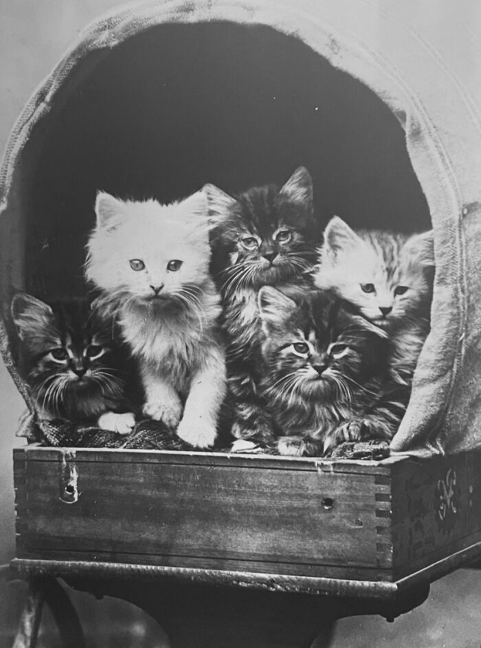 100 Fascinating Historical Photos That Might Change Your Perspective On Cats, As Shared By This Page (New Pics)