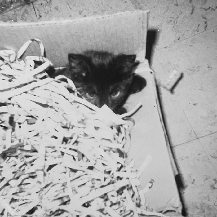 100 Fascinating Historical Photos That Might Change Your Perspective On Cats, As Shared By This Page (New Pics)