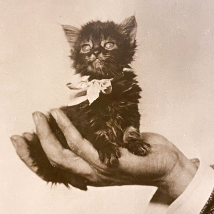100 Fascinating Historical Photos That Might Change Your Perspective On Cats, As Shared By This Page (New Pics)