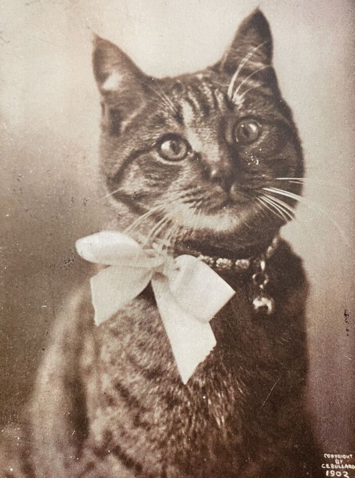 100 Fascinating Historical Photos That Might Change Your Perspective On Cats, As Shared By This Page (New Pics)