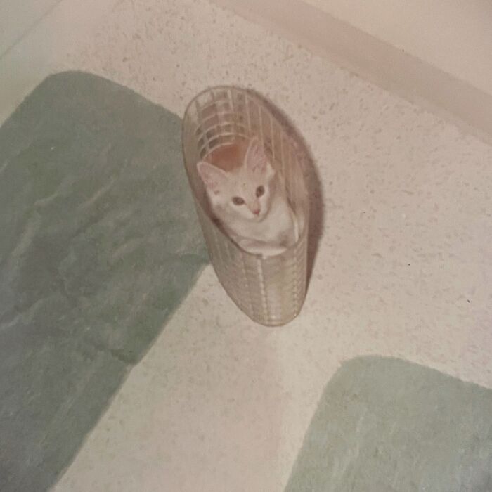 100 Fascinating Historical Photos That Might Change Your Perspective On Cats, As Shared By This Page (New Pics)