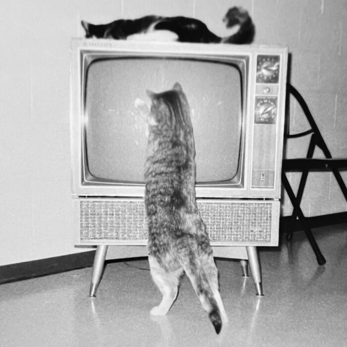 100 Fascinating Historical Photos That Might Change Your Perspective On Cats, As Shared By This Page (New Pics)