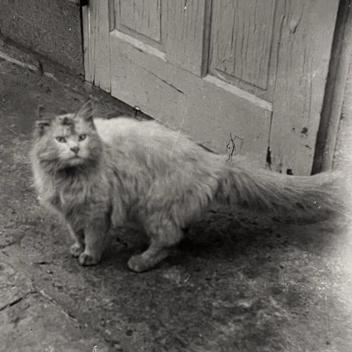 100 Fascinating Historical Photos That Might Change Your Perspective On Cats, As Shared By This Page (New Pics)