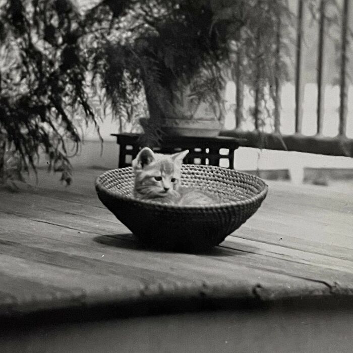 100 Fascinating Historical Photos That Might Change Your Perspective On Cats, As Shared By This Page (New Pics)