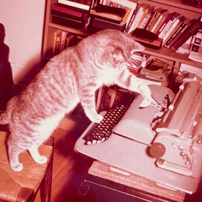 100 Fascinating Historical Photos That Might Change Your Perspective On Cats, As Shared By This Page (New Pics)