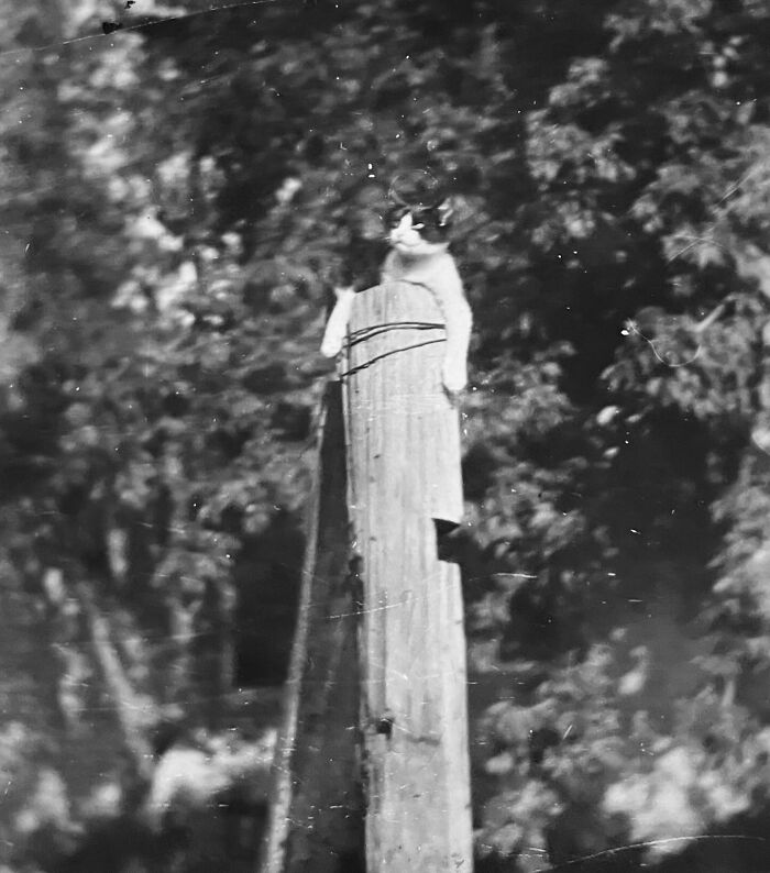 100 Fascinating Historical Photos That Might Change Your Perspective On Cats, As Shared By This Page (New Pics)