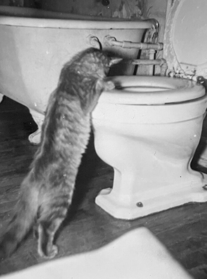 100 Fascinating Historical Photos That Might Change Your Perspective On Cats, As Shared By This Page (New Pics)
