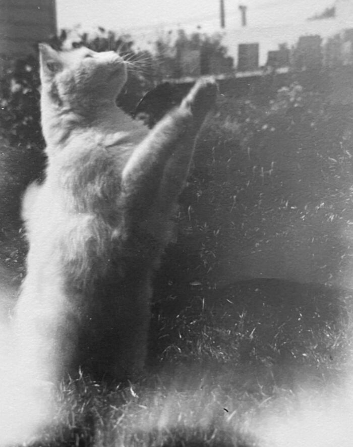 100 Fascinating Historical Photos That Might Change Your Perspective On Cats, As Shared By This Page (New Pics)