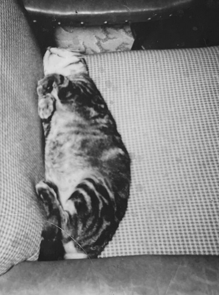 100 Fascinating Historical Photos That Might Change Your Perspective On Cats, As Shared By This Page (New Pics)