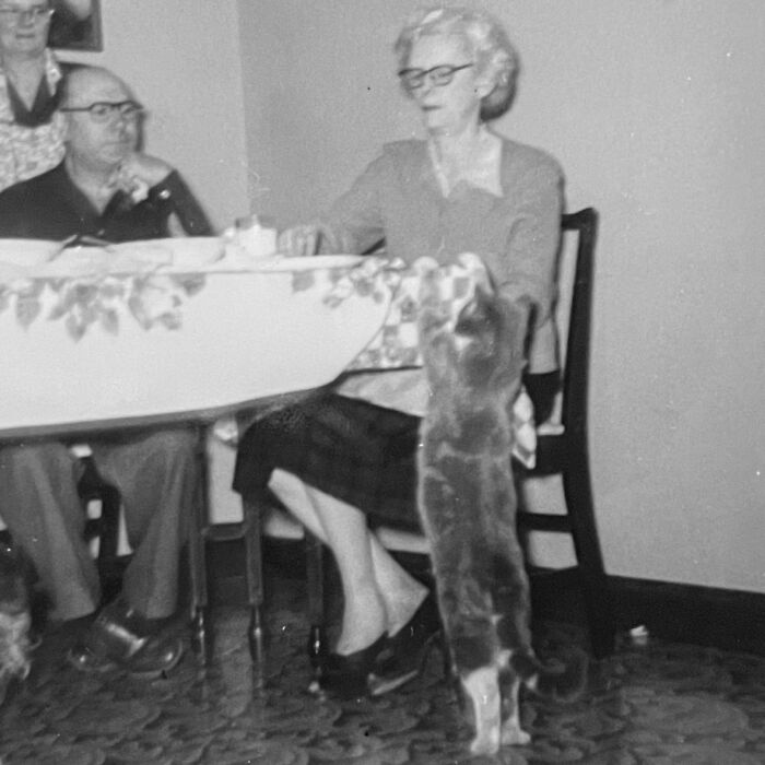 100 Fascinating Historical Photos That Might Change Your Perspective On Cats, As Shared By This Page (New Pics)