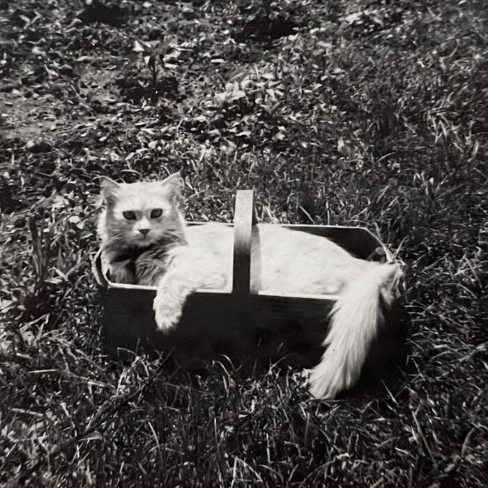100 Fascinating Historical Photos That Might Change Your Perspective On Cats, As Shared By This Page (New Pics)