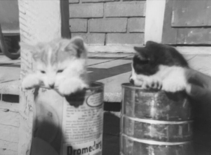 100 Fascinating Historical Photos That Might Change Your Perspective On Cats, As Shared By This Page (New Pics)