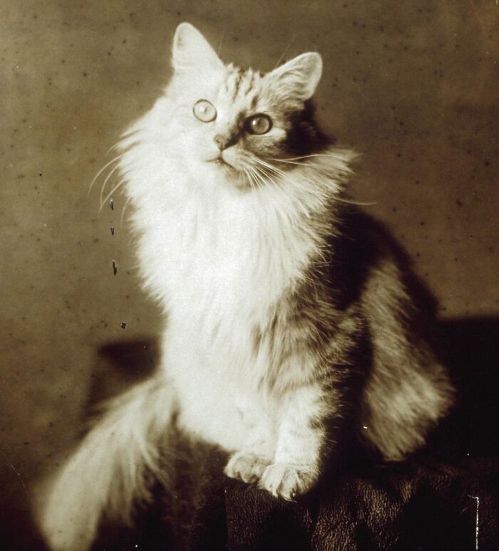 100 Fascinating Historical Photos That Might Change Your Perspective On Cats, As Shared By This Page (New Pics)