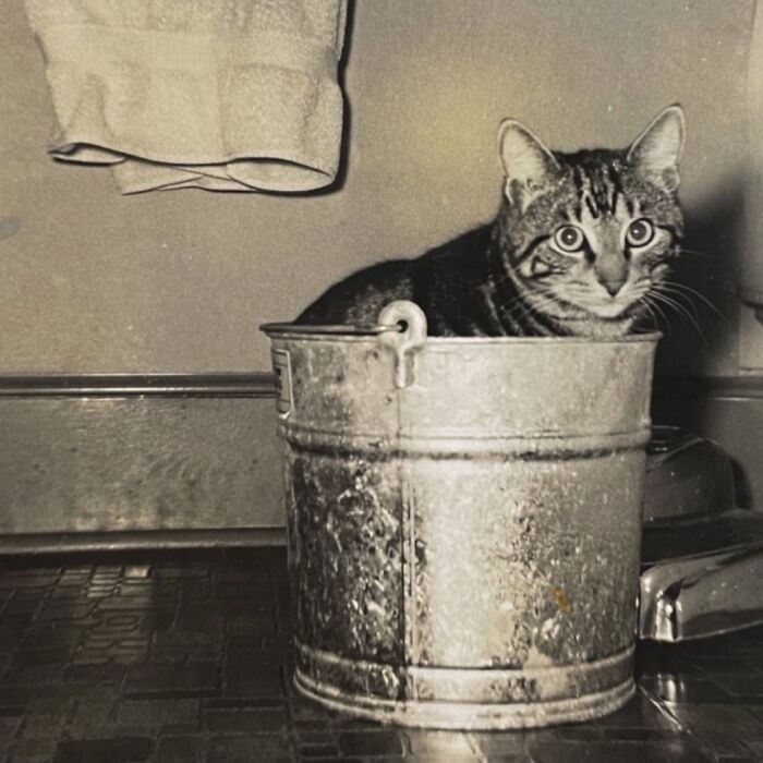 100 Fascinating Historical Photos That Might Change Your Perspective On Cats, As Shared By This Page (New Pics)