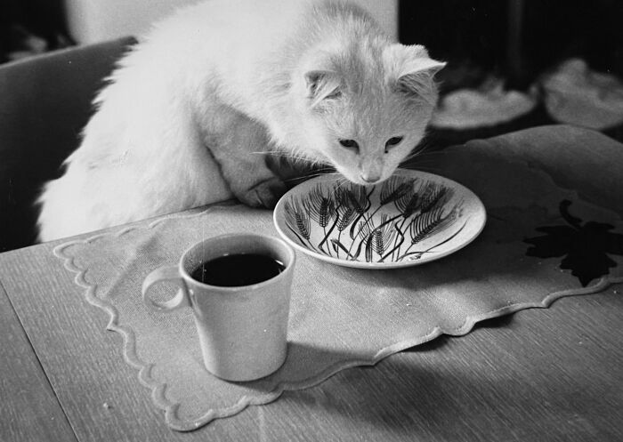 100 Fascinating Historical Photos That Might Change Your Perspective On Cats, As Shared By This Page (New Pics)