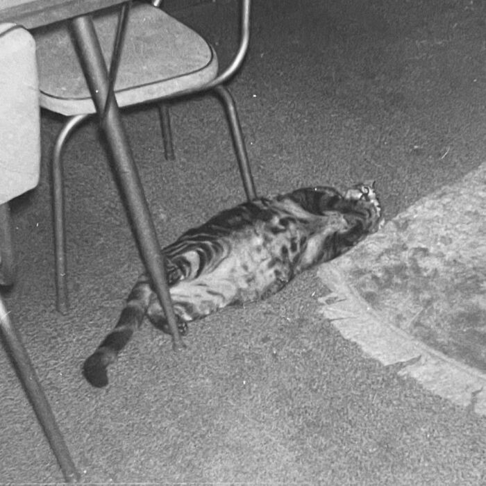 100 Fascinating Historical Photos That Might Change Your Perspective On Cats, As Shared By This Page (New Pics)