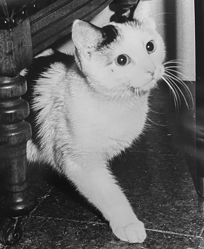 100 Fascinating Historical Photos That Might Change Your Perspective On Cats, As Shared By This Page (New Pics)